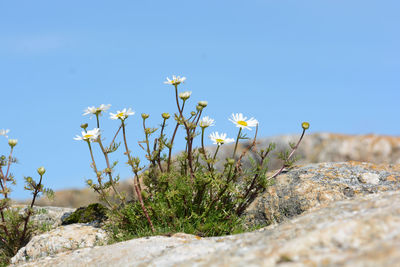 Close-up of plant against clear blue sky