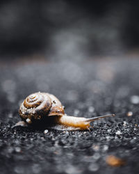 Close-up of snail on land