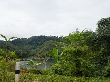 Plants growing on land against sky