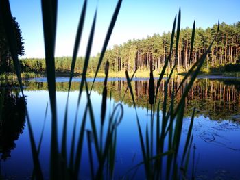 Close-up of plants in lake against sky