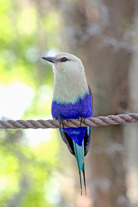 Close-up of bird perching on branch