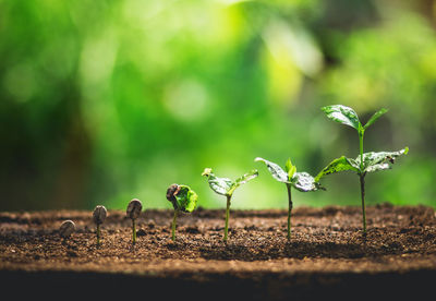 Close-up of saplings growing on field