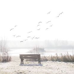 Birds flying over the beach