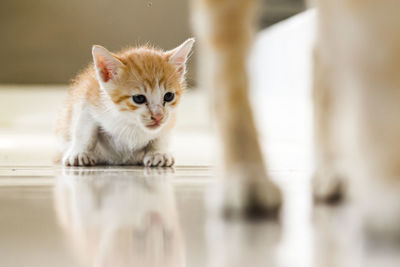 Portrait of cat with kitten at home