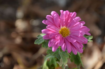 Close-up of pink flower