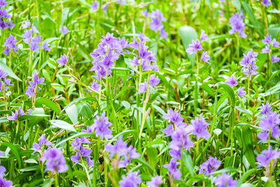 Close-up of purple flowering plants