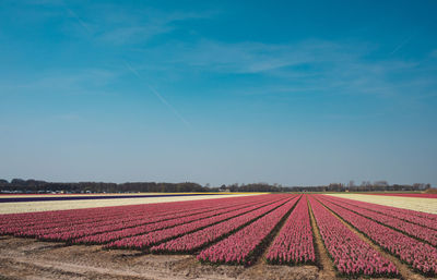 Scenic view of field against blue sky