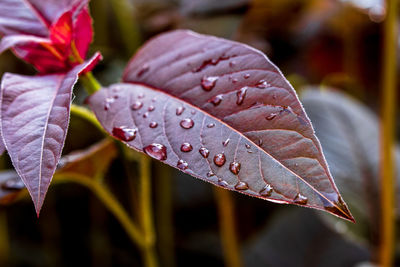 Close-up of wet plants