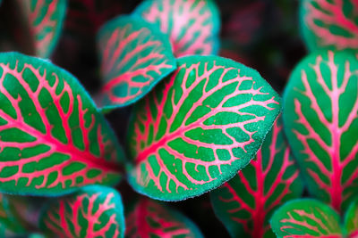 Closeup of pink veins on a fittonia houseplant.