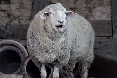 Sheep bleating while standing against wall