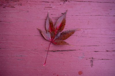 Close-up of dry leaf on wooden table