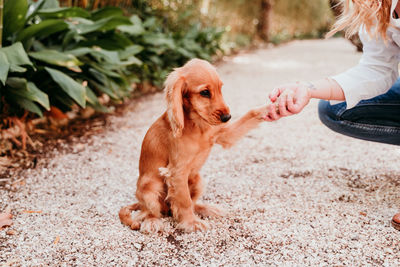 Woman with dog at park