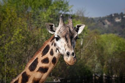 Close-up portrait of a giraffe