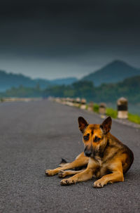 Dog on mountain against sky