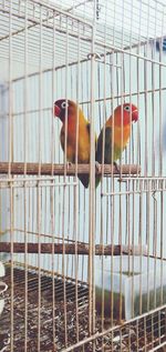 View of birds in cage