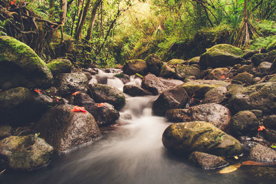 Scenic view of waterfall in forest