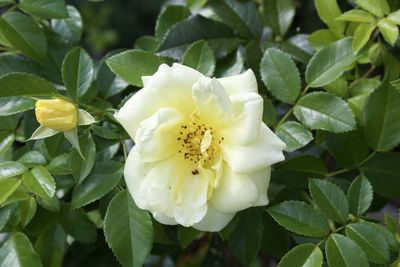 Close-up of white flowering plant