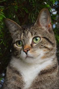 Close-up portrait of tabby cat