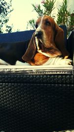 Close-up of a dog resting