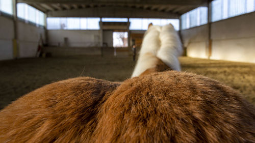 Close-up of haflinger horse in stable