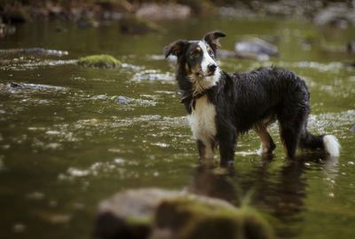 Dog looking away while standing in lake