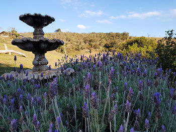 Purple flowering plants on field against sky