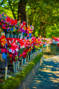 Close-up of purple flowering plants