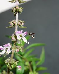 Close-up of insect on purple flowering plant