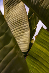 Full frame shot of green leaves