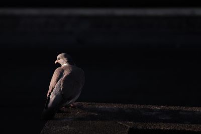 Close-up of bird perching on retaining wall