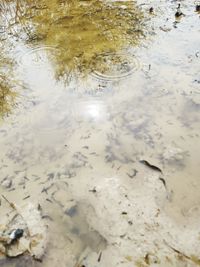 High angle view of a lake