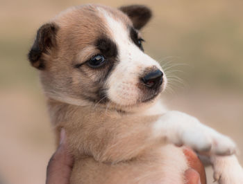 Close-up of dog