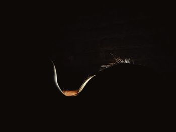 Jellyfish against black background