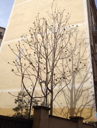 Low angle view of bare trees against buildings
