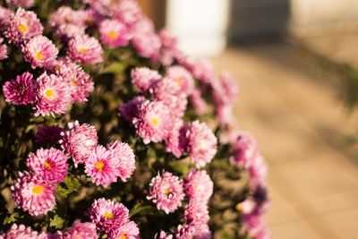 Close-up of pink daisy flowers in pot