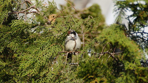 Bird perching on a tree