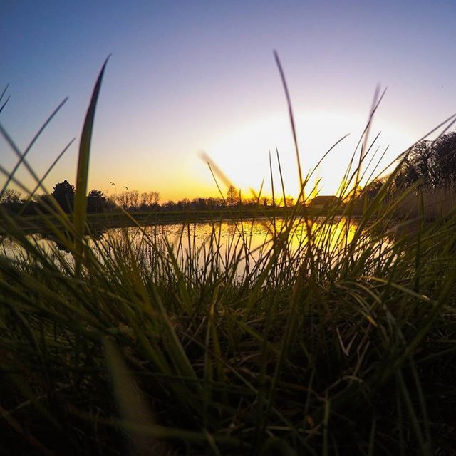 grass, tranquility, water, tranquil scene, plant, growth, beauty in nature, nature, scenics, sunset, clear sky, sky, lake, field, idyllic, growing, outdoors, sunlight, no people, reflection