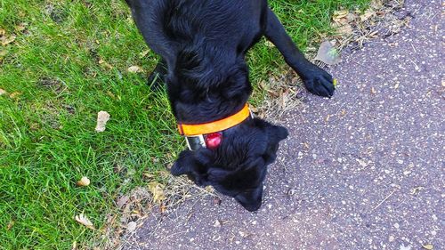 Dog looking away