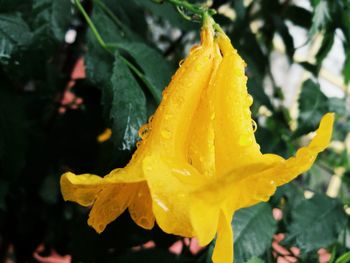 Close-up of wet yellow flower blooming outdoors