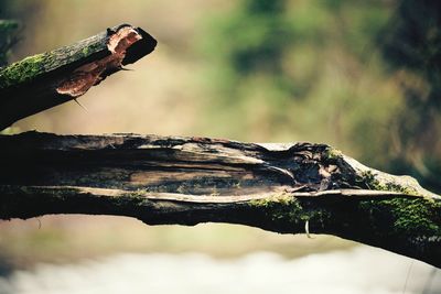 Close-up of insect perching on tree