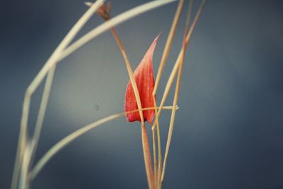 Close-up of red flower