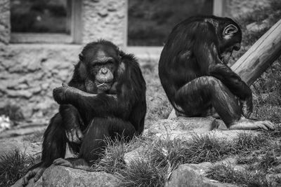 Monkeys sitting in zoo