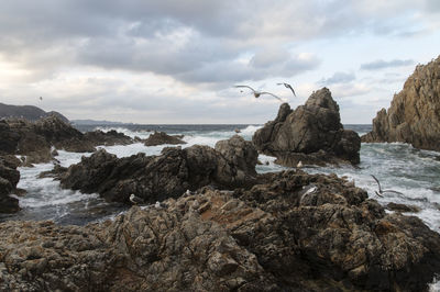 Scenic view of sea with flying seagulls against sky