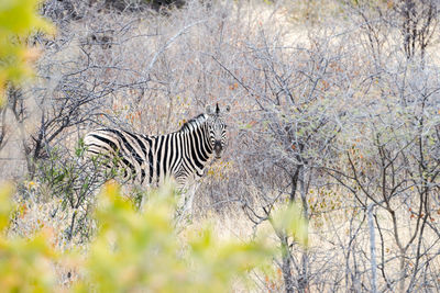 View of a zebra