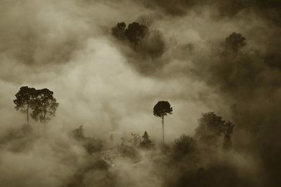 Low angle view of silhouette trees against sky