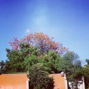 Low angle view of trees against blue sky