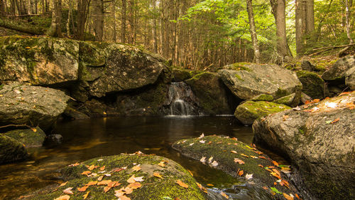 Scenic view of waterfall in forest