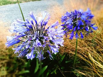 Purple flowers on field