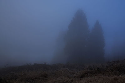 Low angle view of silhouette trees against sky at night