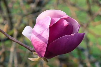Close-up of pink rose flower